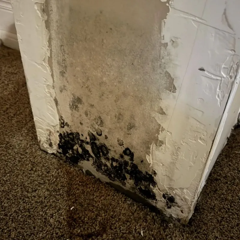 Professional Mold Removal in Farmersburg, IN